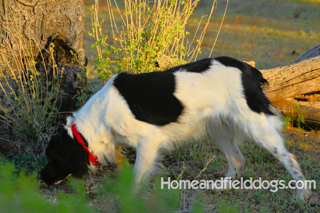 Fantastc tricolor french brittany female in NSTRA field trials and playing in the fields