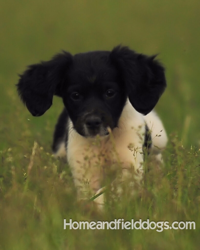 Fantastc tricolor french brittany female in NSTRA field trials and playing in the fields