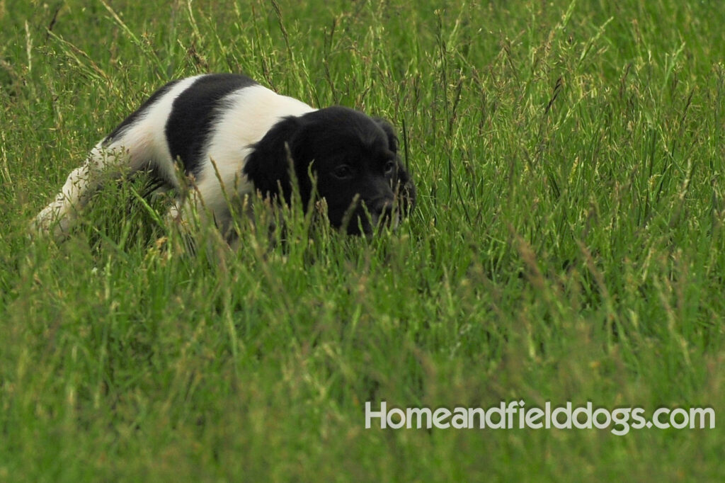Fantastc tricolor french brittany female in NSTRA field trials and playing in the fields