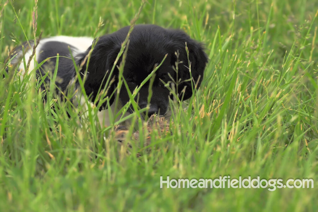 Fantastc tricolor french brittany female in NSTRA field trials and playing in the fields