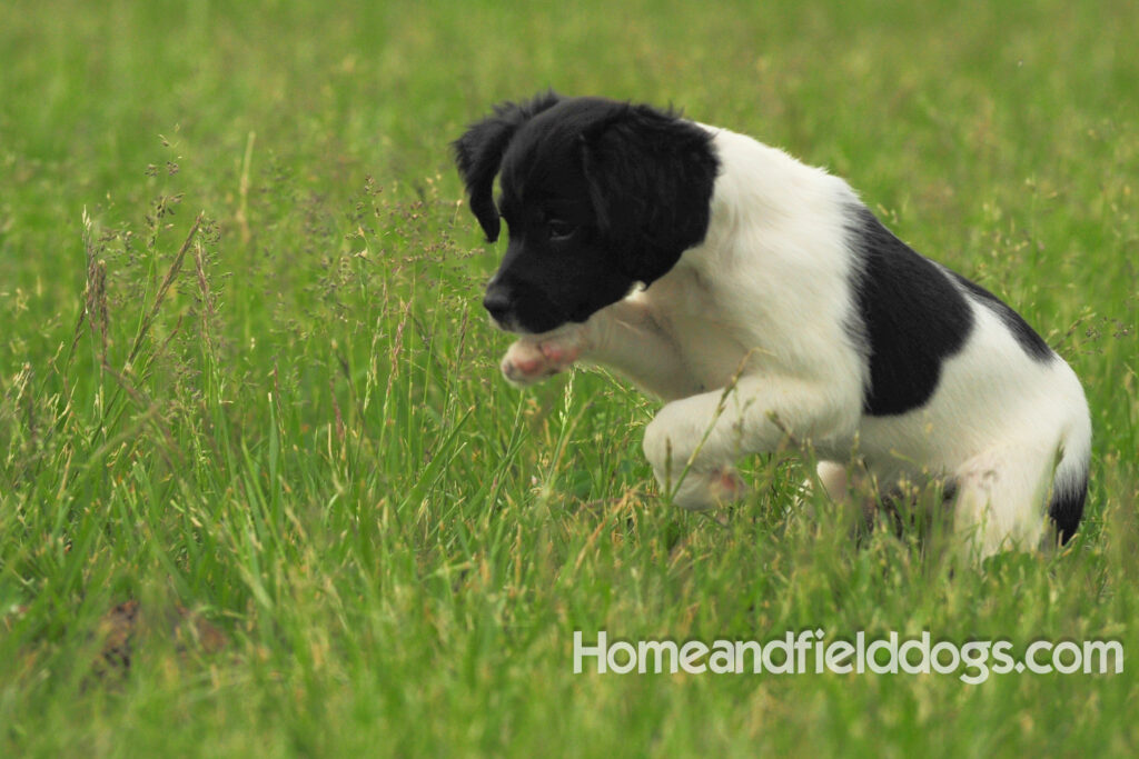 Fantastc tricolor french brittany female in NSTRA field trials and playing in the fields