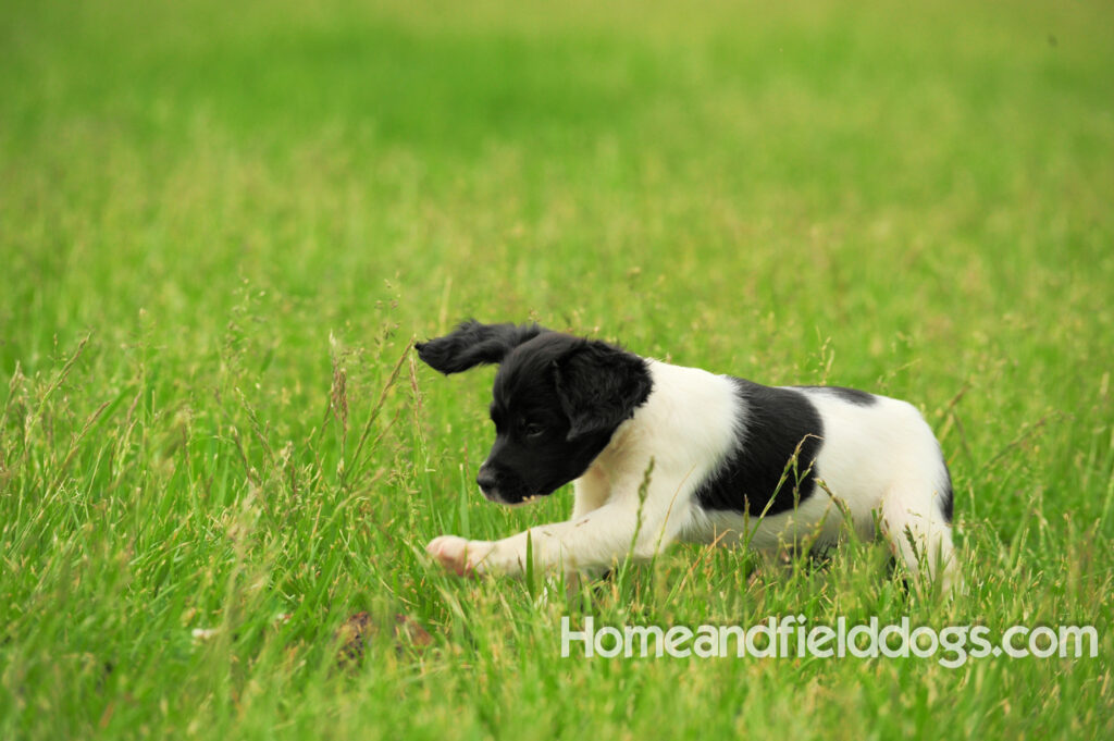 Fantastc tricolor french brittany female in NSTRA field trials and playing in the fields