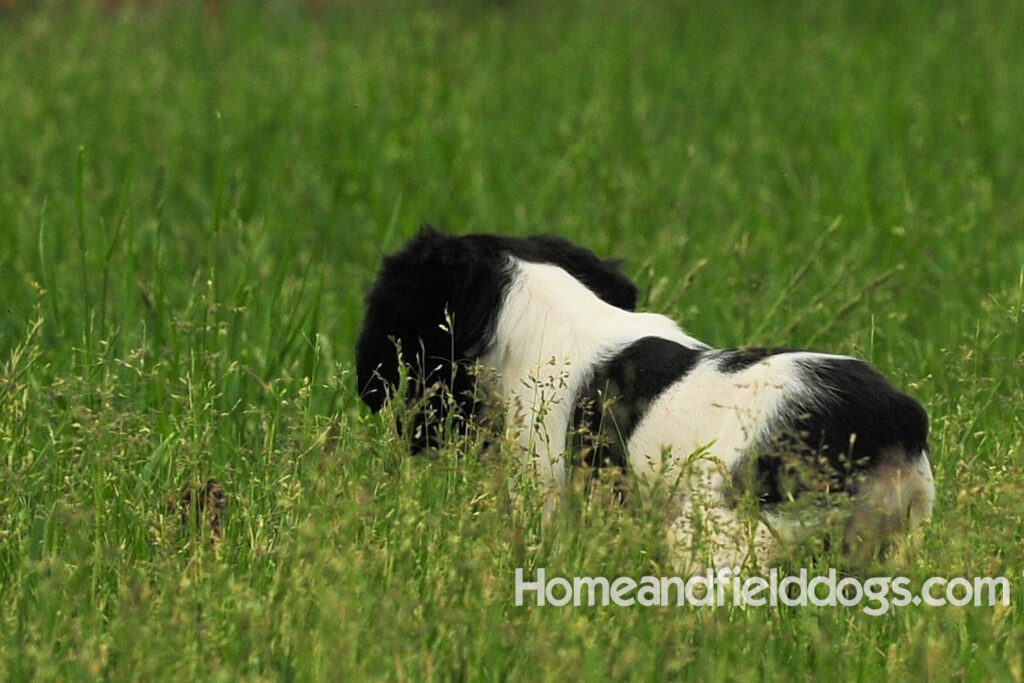 Fantastc tricolor french brittany female in NSTRA field trials and playing in the fields