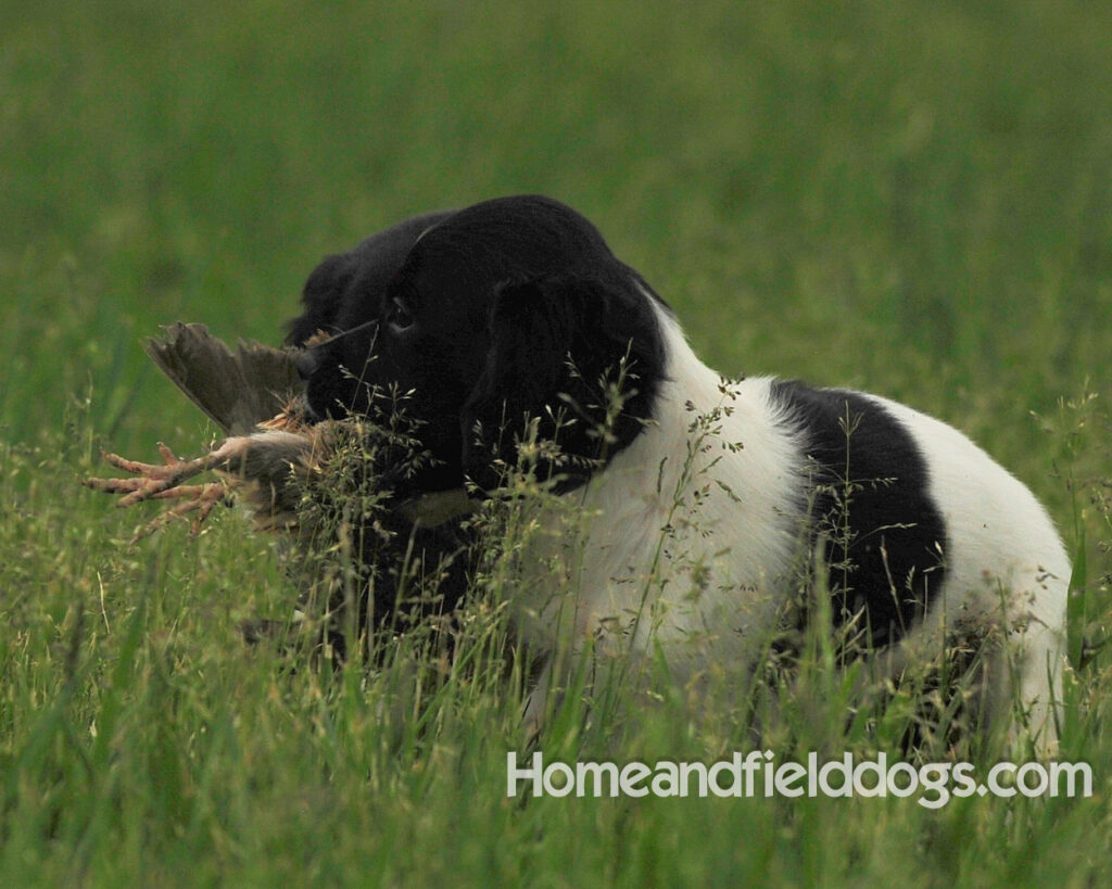 Fantastc tricolor french brittany female in NSTRA field trials and playing in the fields
