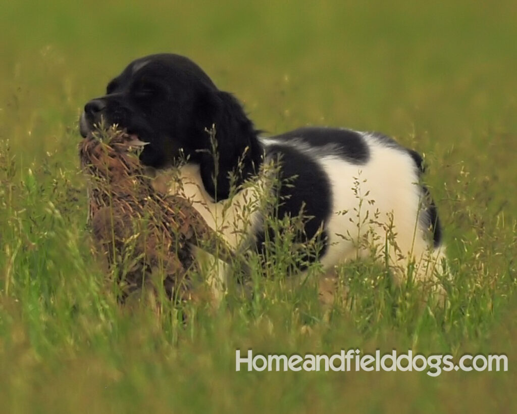 Fantastc tricolor french brittany female in NSTRA field trials and playing in the fields