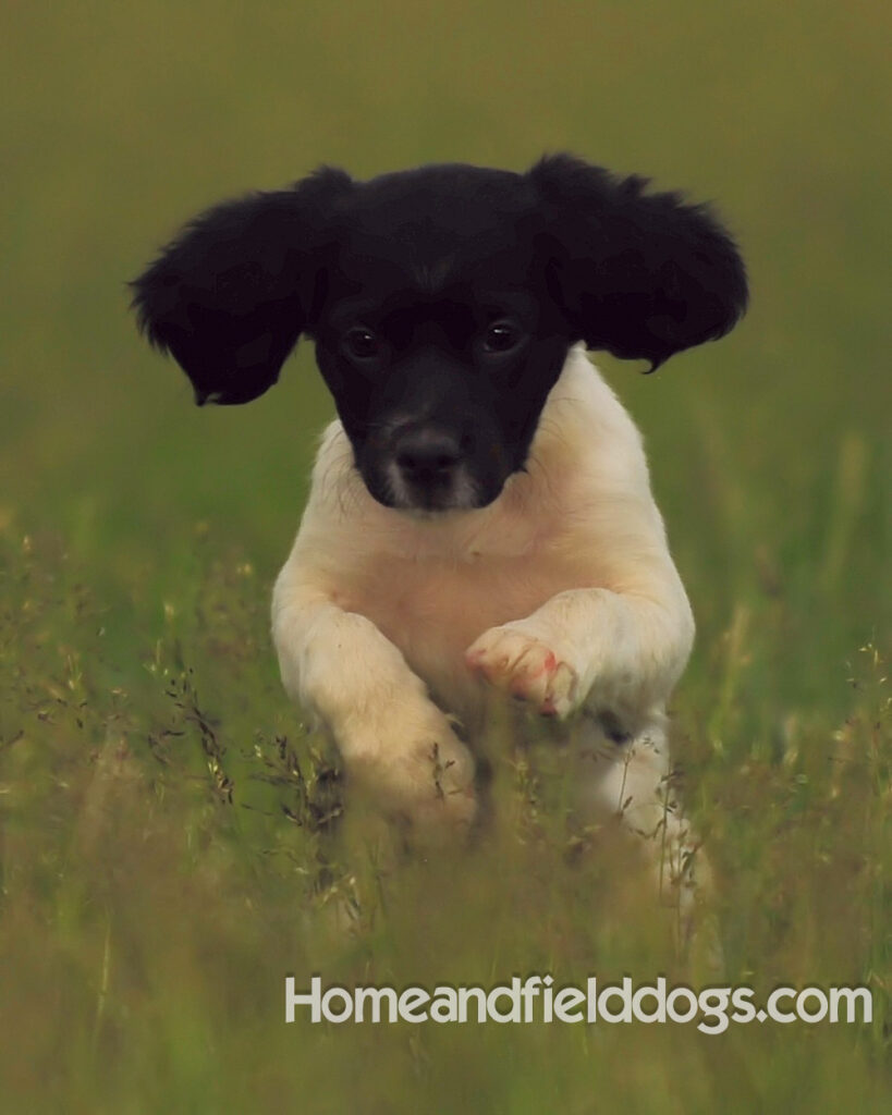 Fantastc tricolor french brittany female in NSTRA field trials and playing in the fields
