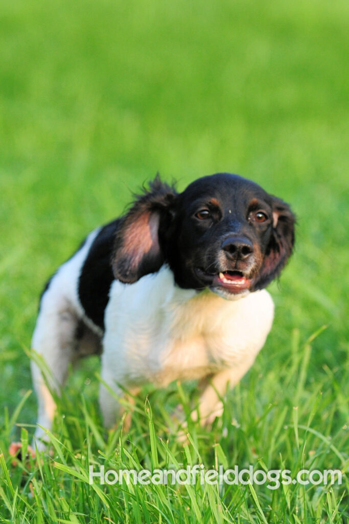 Fantastc tricolor french brittany female in NSTRA field trials and playing in the fields