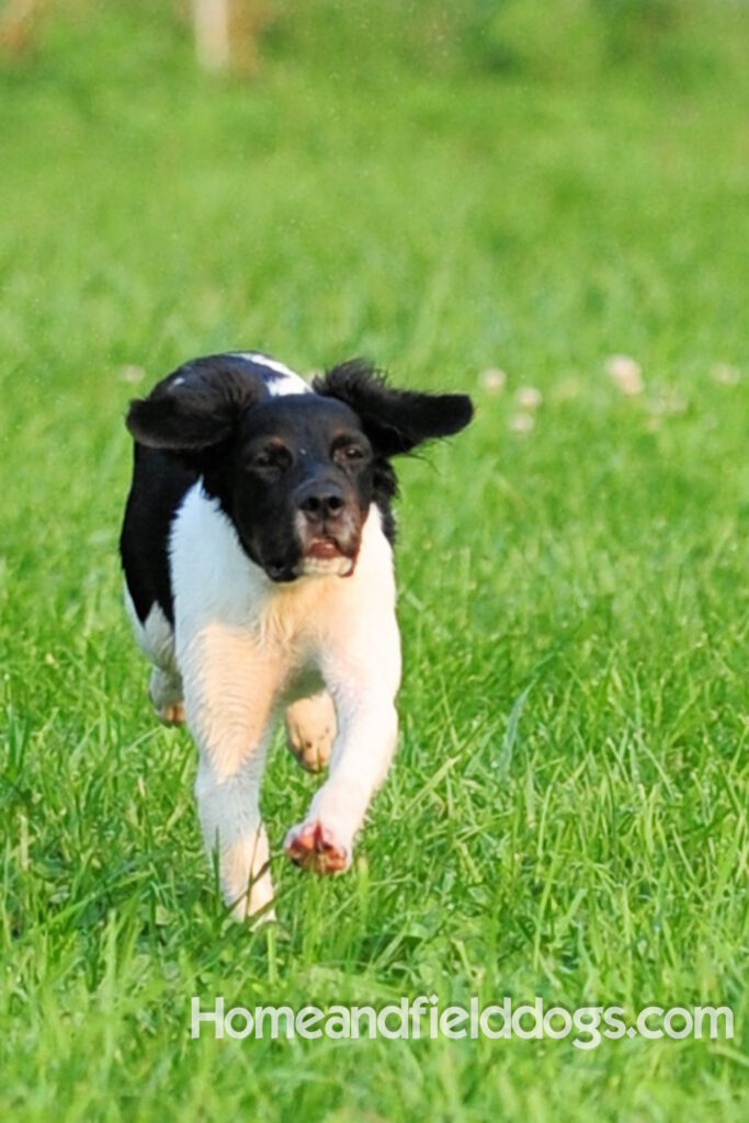 Fantastc tricolor french brittany female in NSTRA field trials and playing in the fields