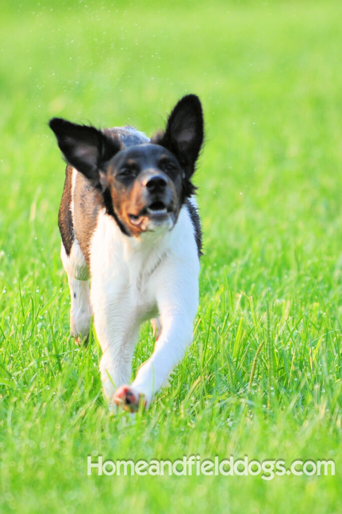 Fantastc tricolor french brittany female in NSTRA field trials and playing in the fields