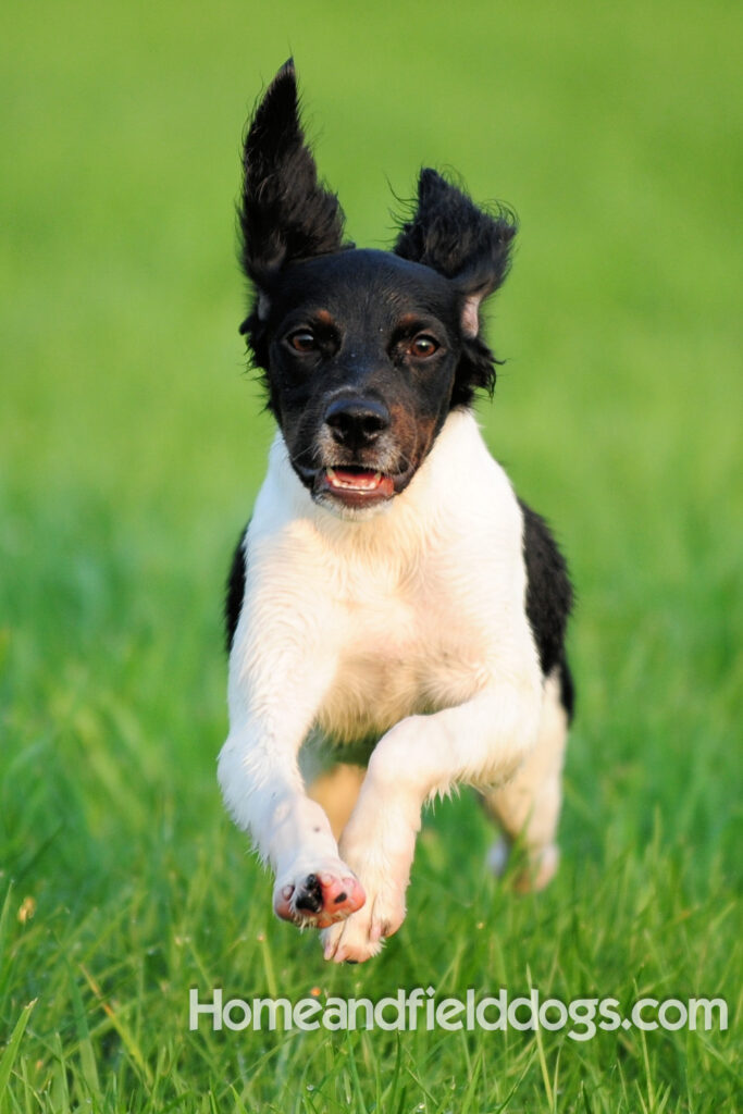 Fantastc tricolor french brittany female in NSTRA field trials and playing in the fields