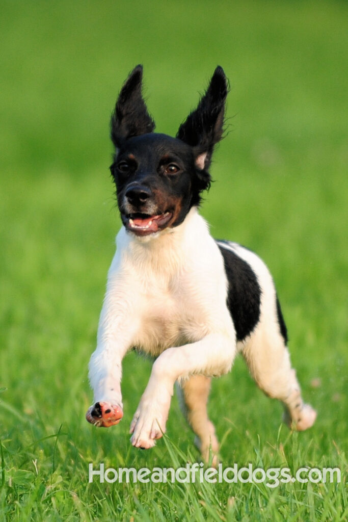 Fantastc tricolor french brittany female in NSTRA field trials and playing in the fields