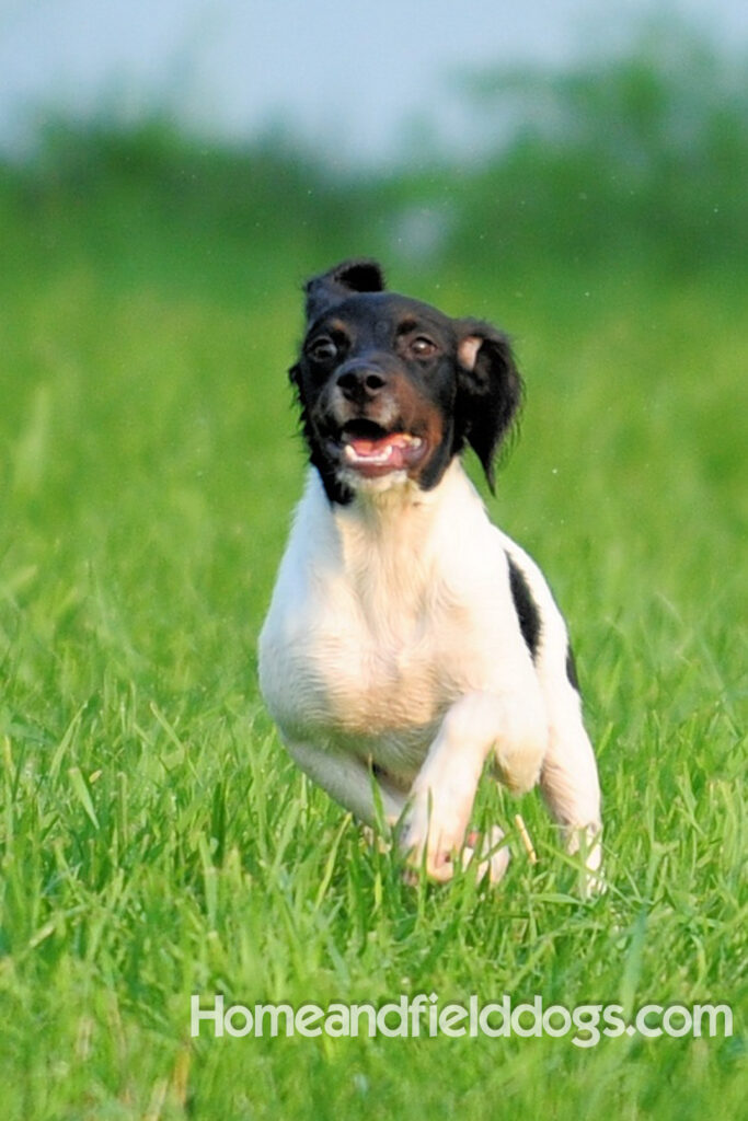 Fantastc tricolor french brittany female in NSTRA field trials and playing in the fields