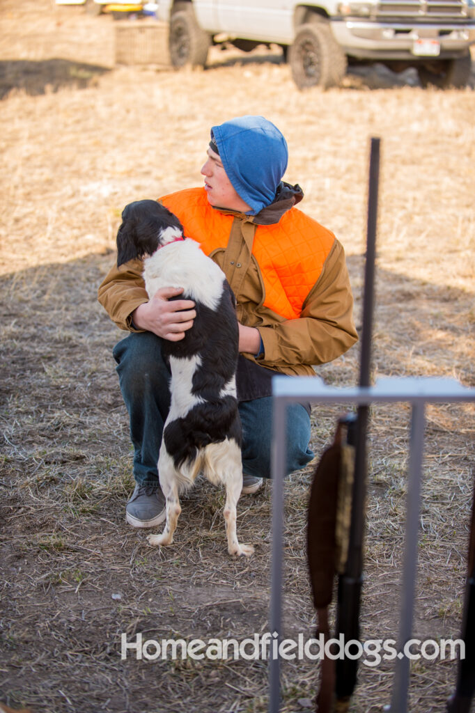 Fantastc tricolor french brittany female in NSTRA field trials and playing in the fields
