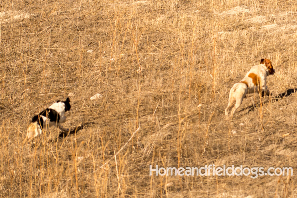 Fantastc tricolor french brittany female in NSTRA field trials and playing in the fields