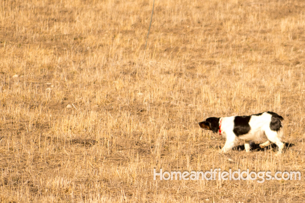 Fantastc tricolor french brittany female in NSTRA field trials and playing in the fields