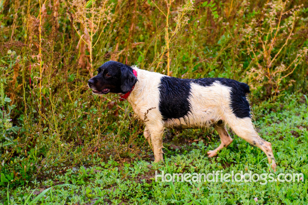 Fantastc tricolor french brittany female in NSTRA field trials and playing in the fields
