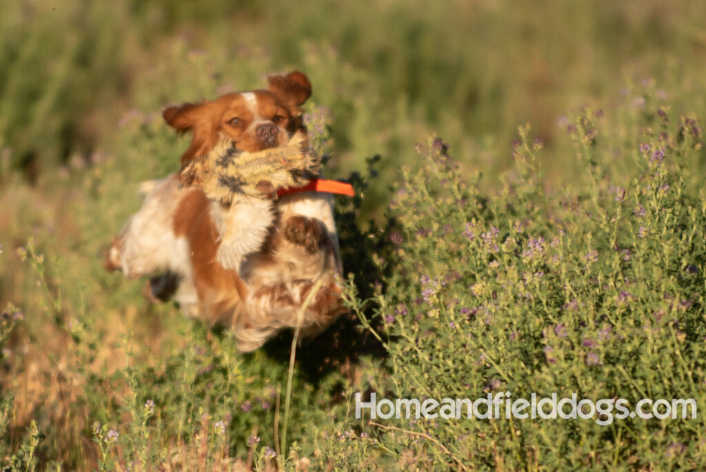 Hunting birds with a French Brittany