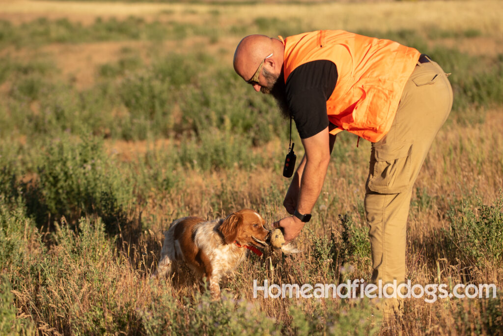 Hunting birds with a French Brittany