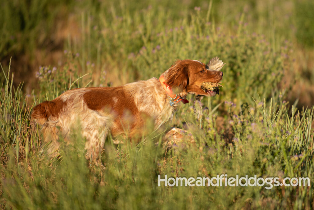 Hunting birds with a French Brittany