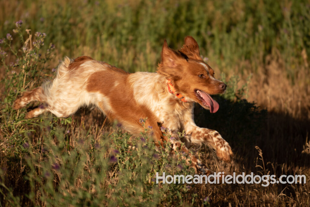 Hunting birds with a French Brittany