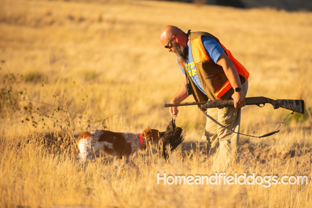 Picture of an Orange and White French Brittany hunting pheasants in the fields