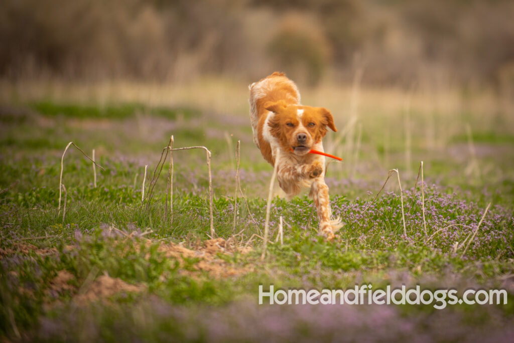 Orange and White FRench Brittany running in a field of flowers