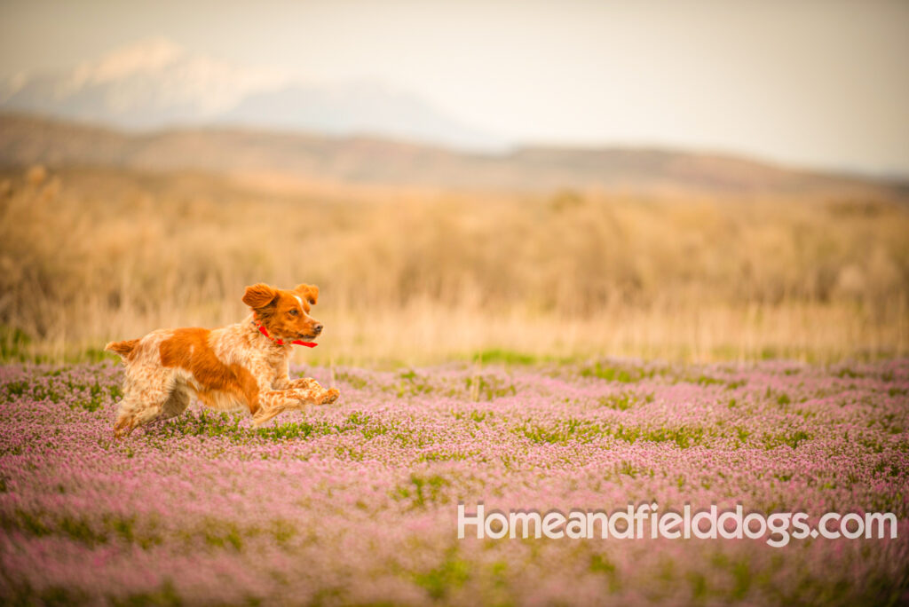 Orange and White FRench Brittany running in a field of flowers