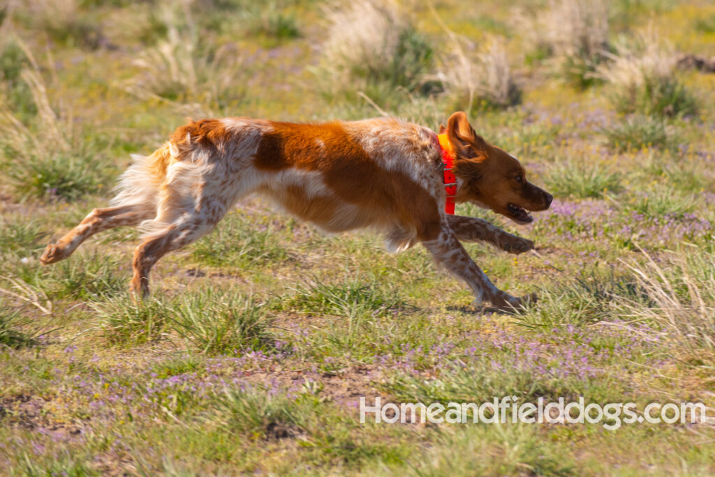 Hunting upland game birds with a French Brittany