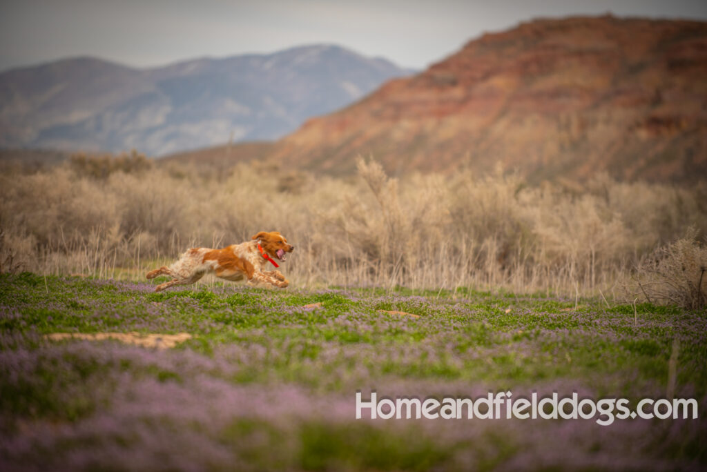 Orange and White FRench Brittany running in a field of flowers