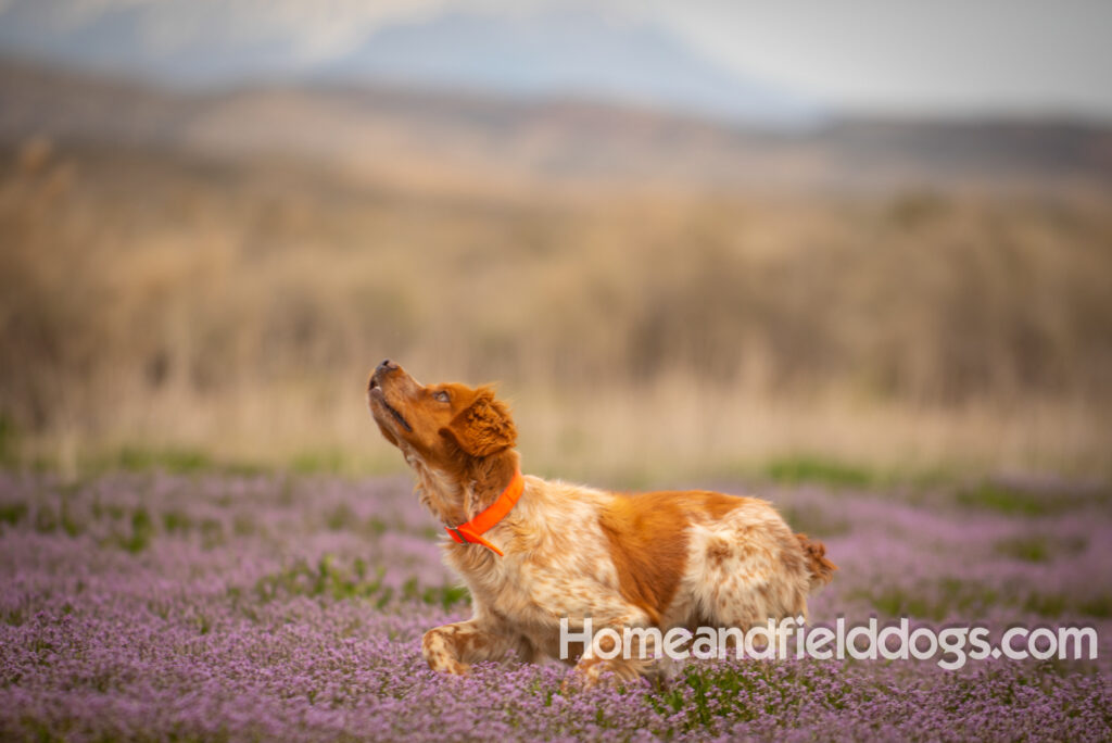 Orange and White FRench Brittany running in a field of flowers