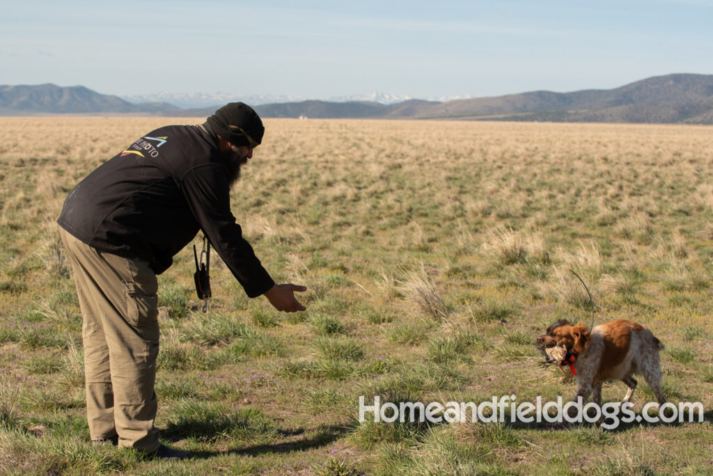 Hunting upland game birds with a French Brittany