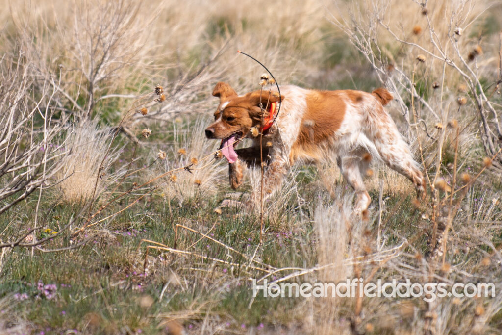 Hunting with French Brittanys