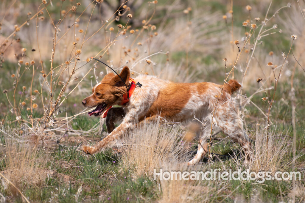 Hunting with French Brittanys