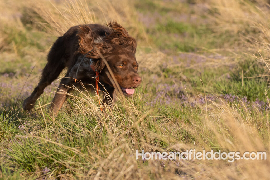 Hunting upland game birds with a French Brittany