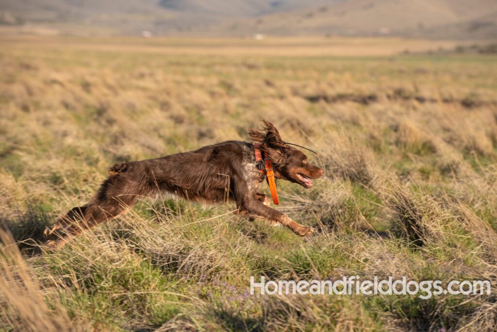 Hunting upland game birds with a French Brittany