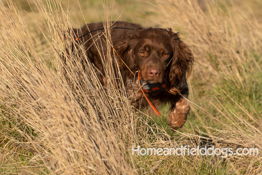 Hunting upland game birds with a French Brittany