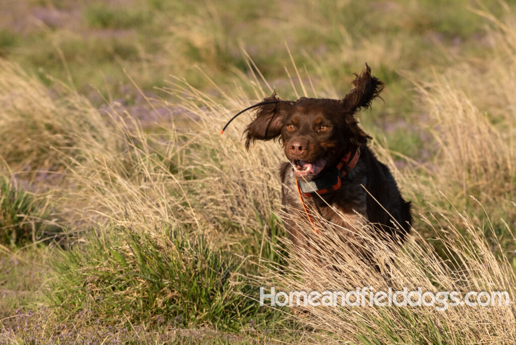 Hunting upland game birds with a French Brittany