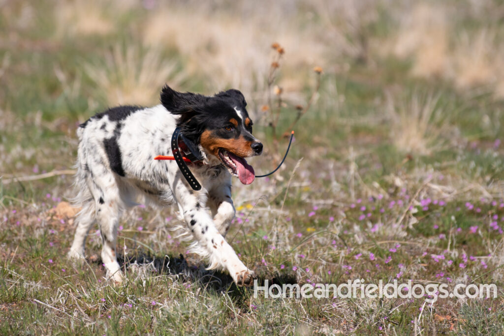 Hunting with French Brittanys