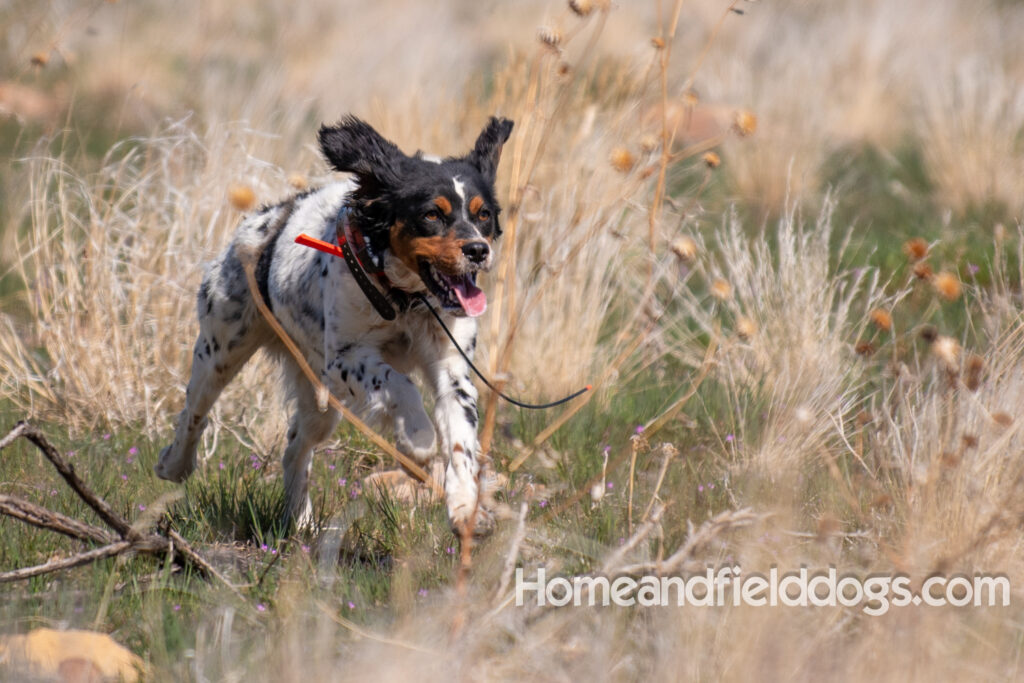 Hunting with French Brittanys