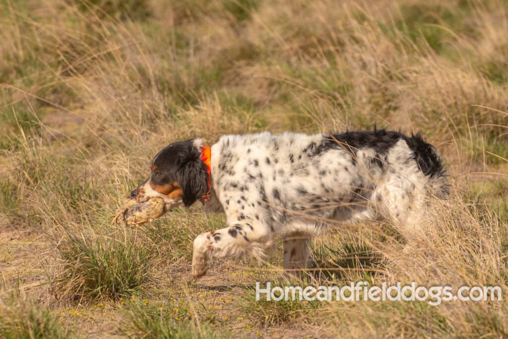 Hunting upland game birds with a French Brittany