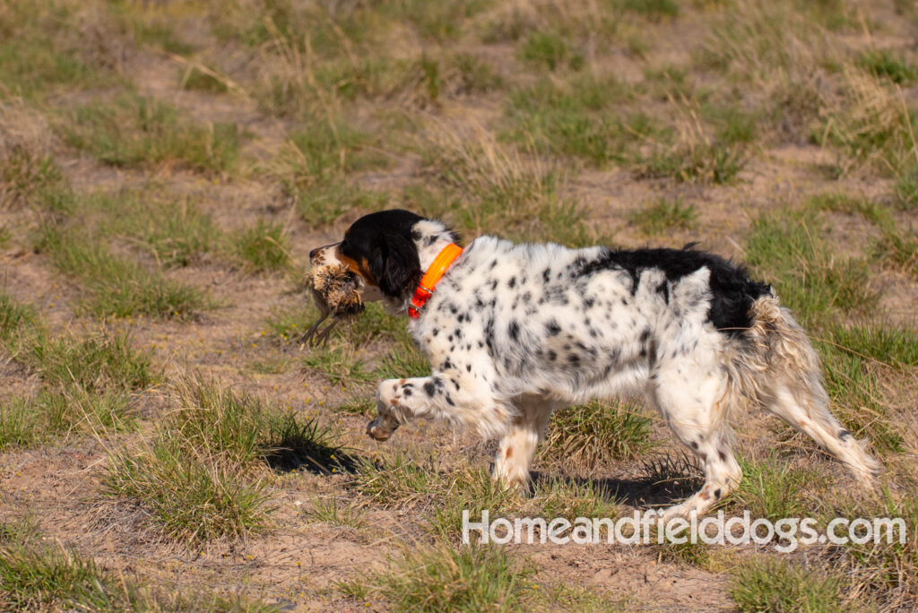 Hunting upland game birds with a French Brittany