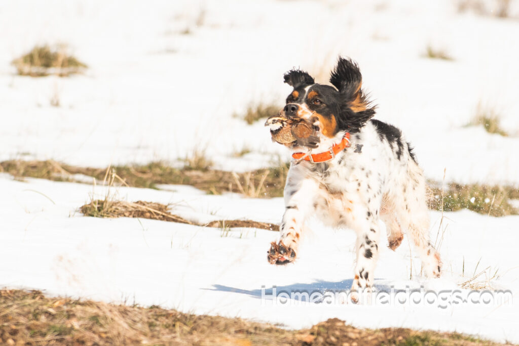 Hunting quail in the snow with French Brittany dogs