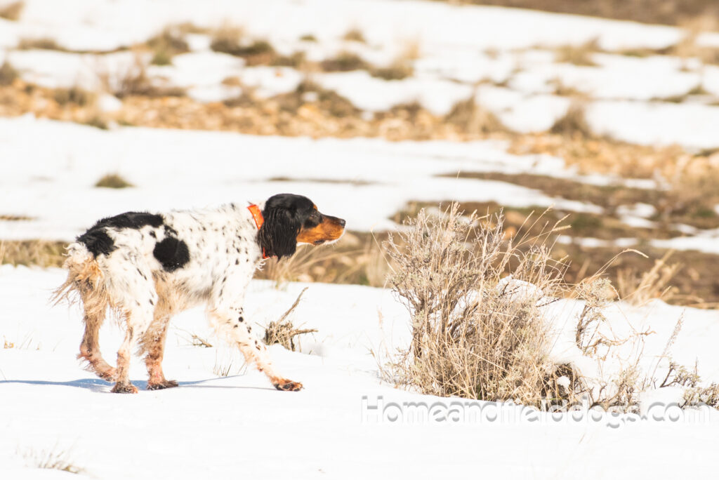 Hunting quail in the snow with French Brittany dogs