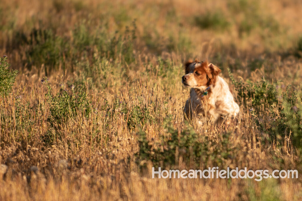 Hunting birds with a French Brittany