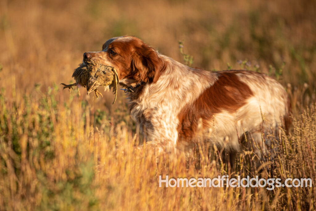 Hunting birds with a French Brittany