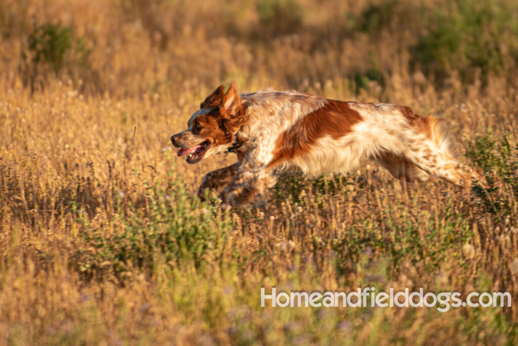 Hunting birds with a French Brittany