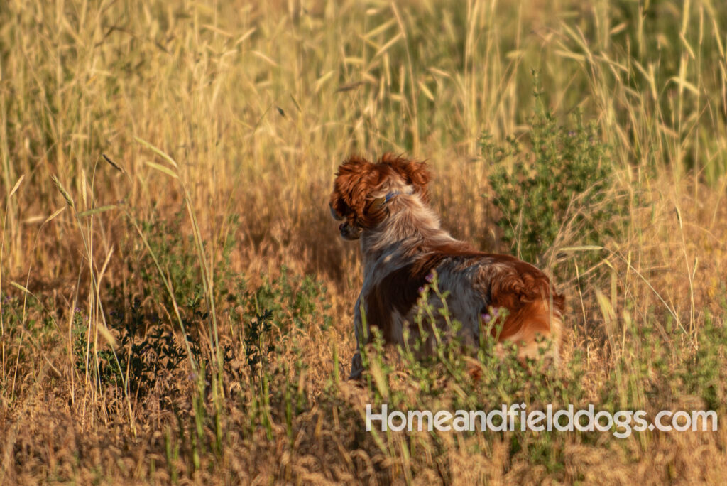 Hunting birds with a French Brittany