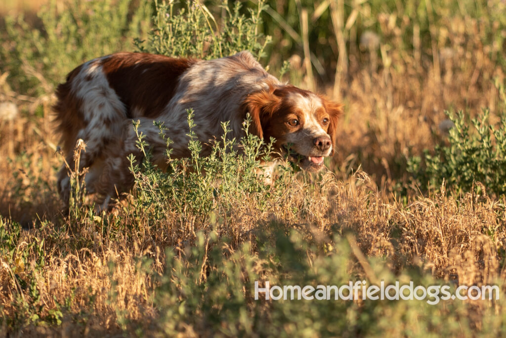 Hunting birds with a French Brittany