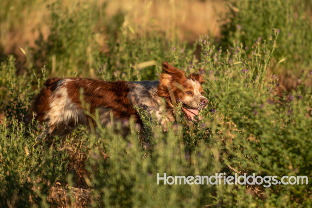 Hunting birds with a French Brittany