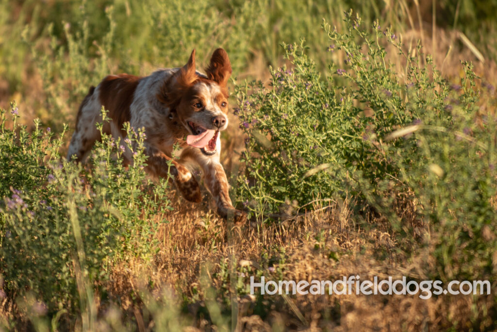 Hunting birds with a French Brittany